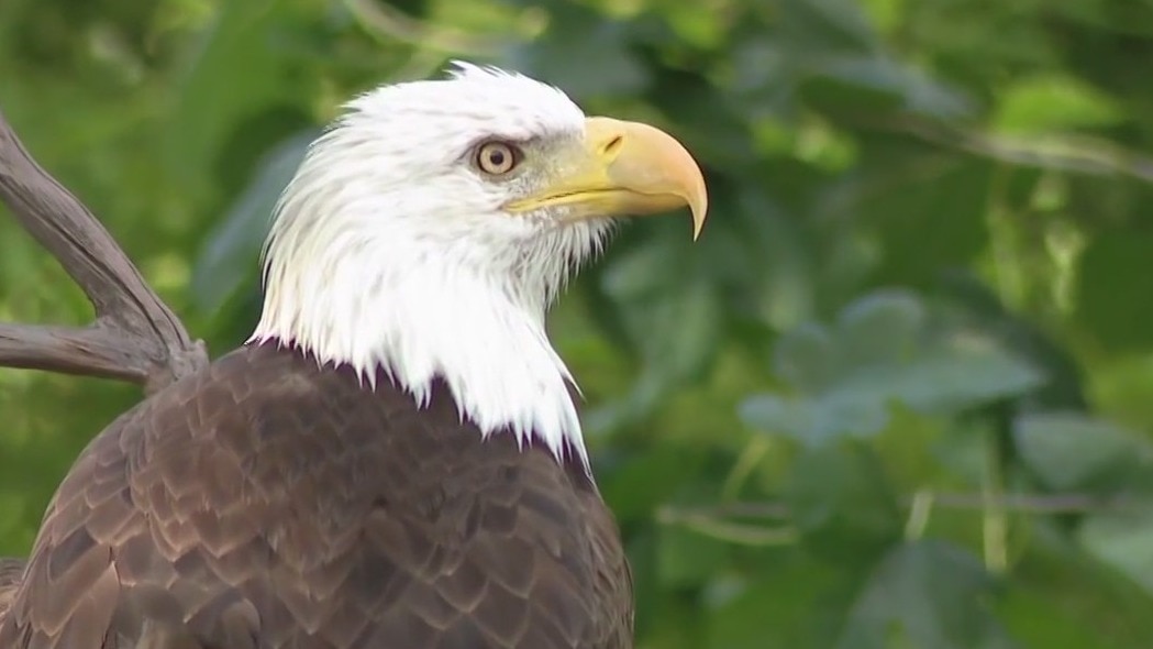 Wild Wednesday: America's national bird