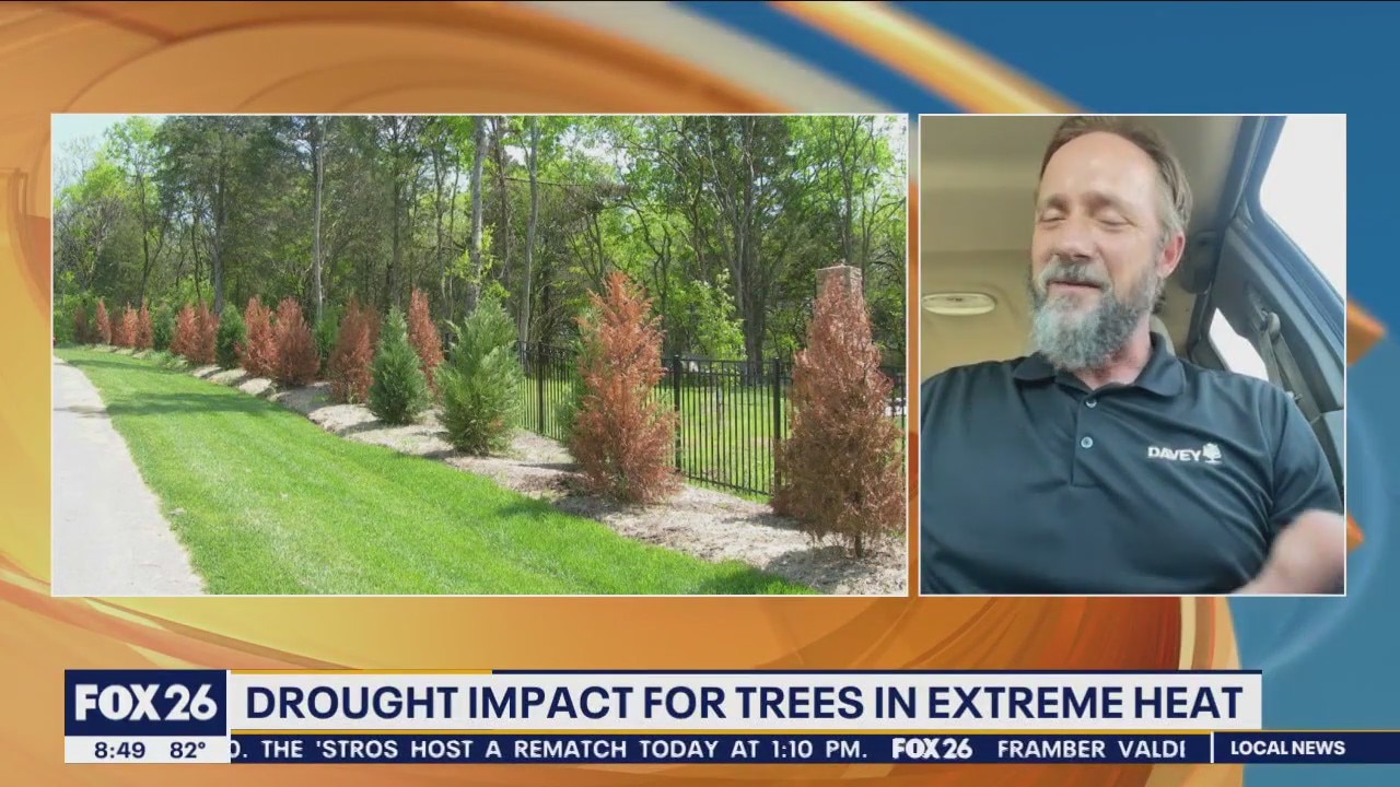 Drought impact for trees in extreme heat