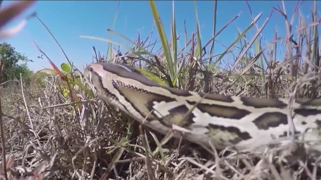 Python Challenge in Florida