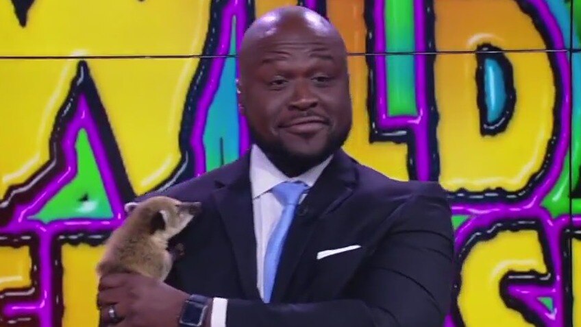 Wild Wednesday: South american coatimundis show love with wet willies