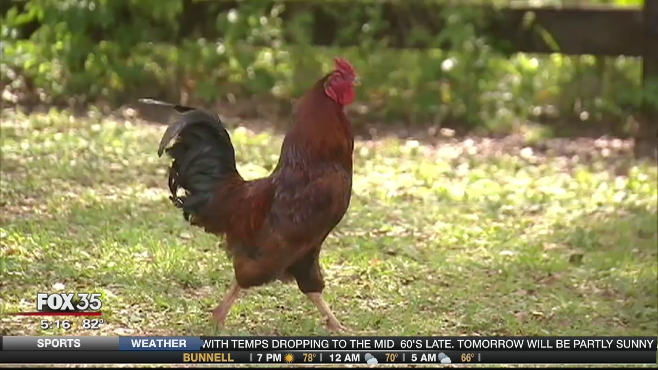 Volusia Council Chairman attacked by rooster