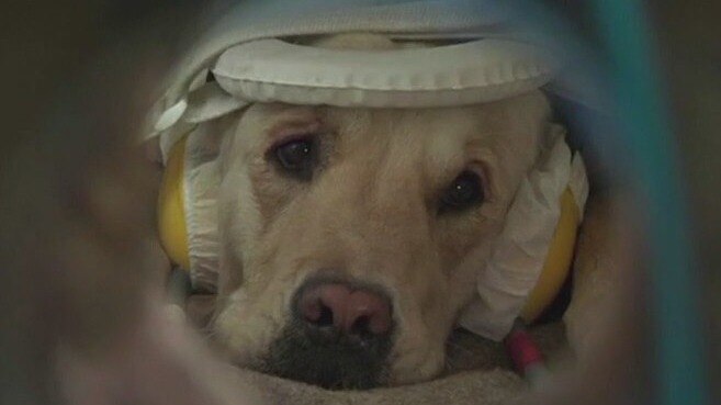 Decoding your dog's body language