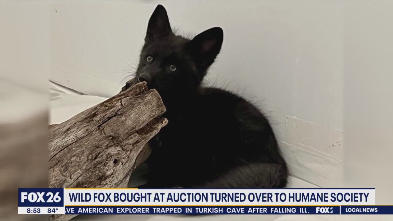 Wild Fox leaves his forever home to the Humane Society