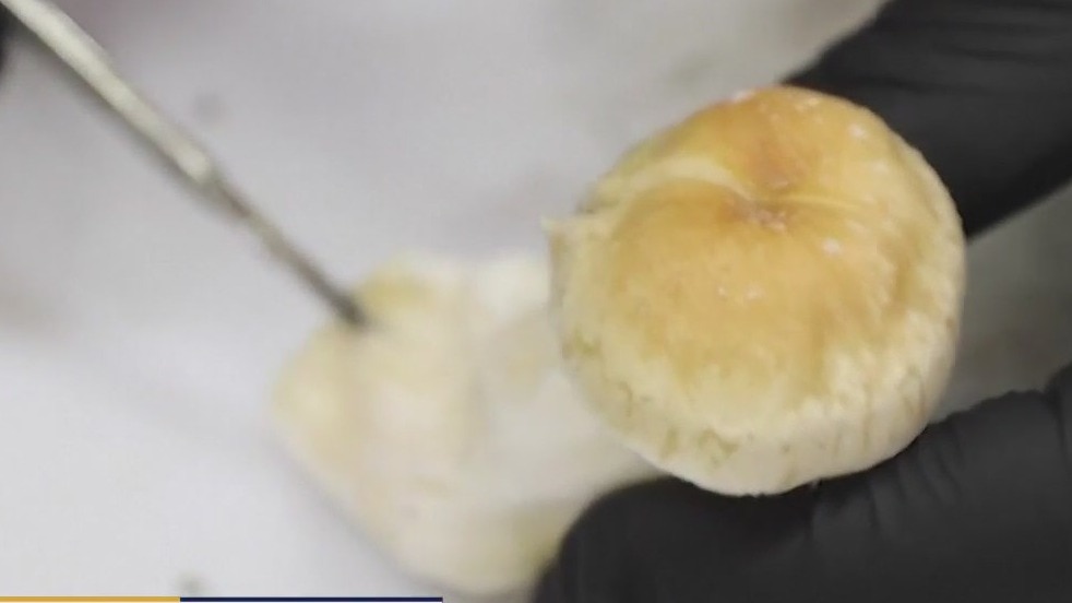 Mushrooms for mental health: A new frontier?