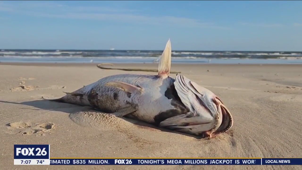 Red Tide decimates Texas fishes