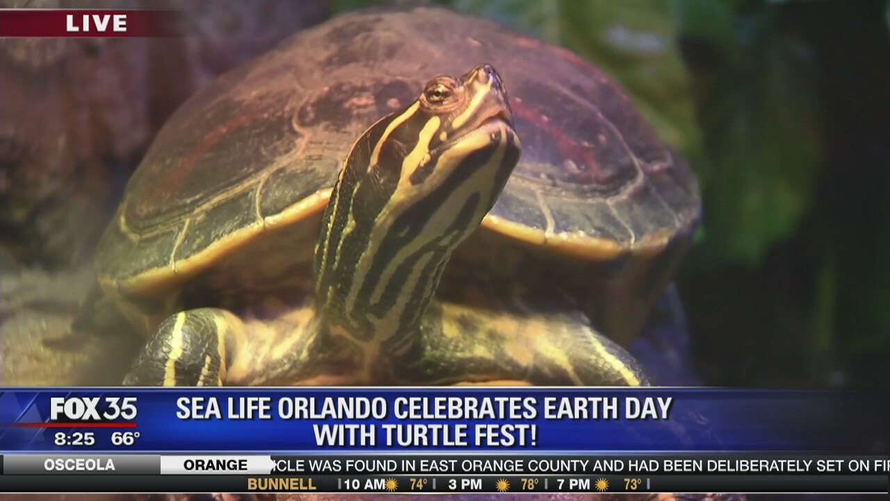 David Does It: Turtle Fest