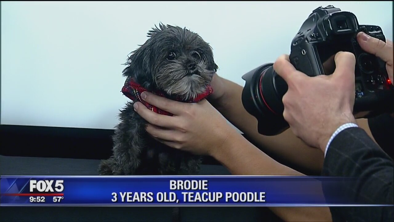 Dogs up for adoption