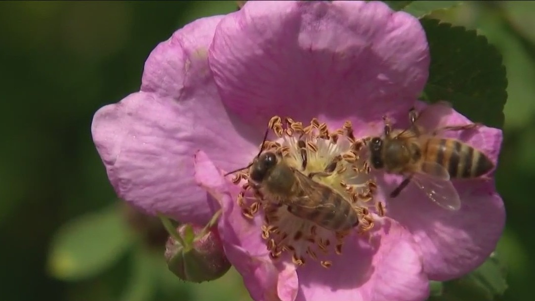 At-risk plants, pollinators could drive food prices up