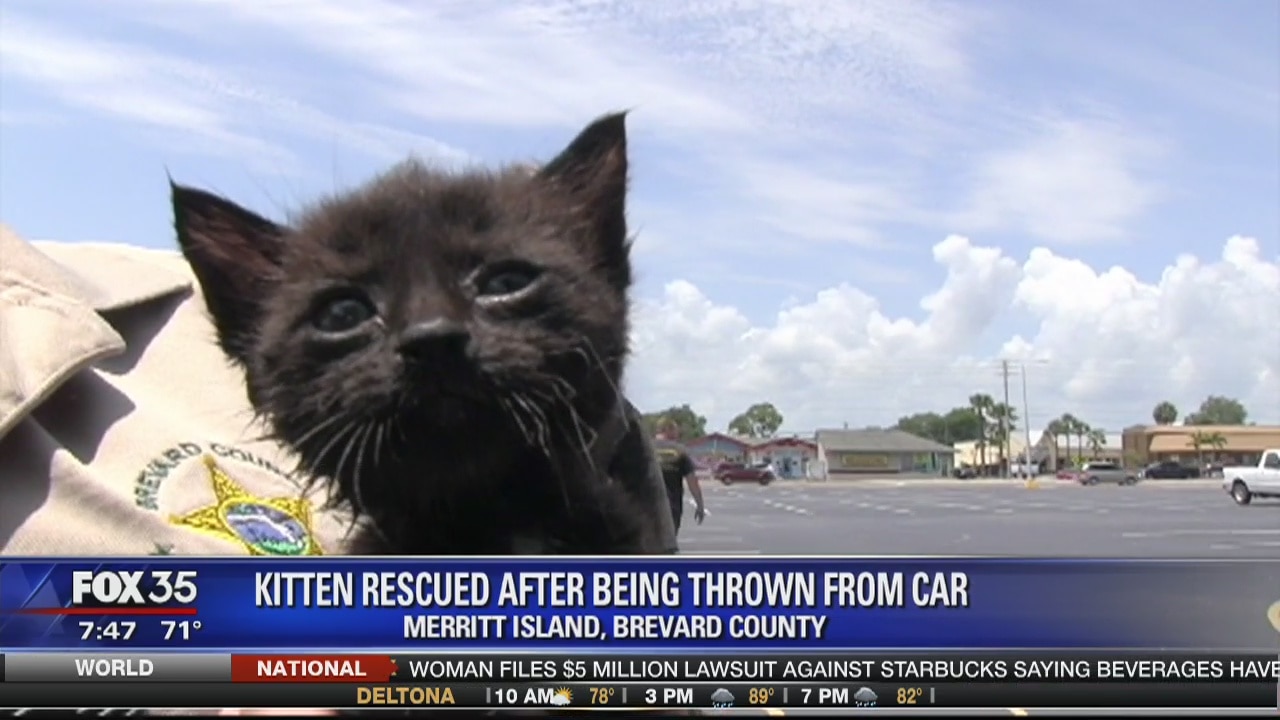 Kitten rescued after being thrown from car | FOX 35 Orlando