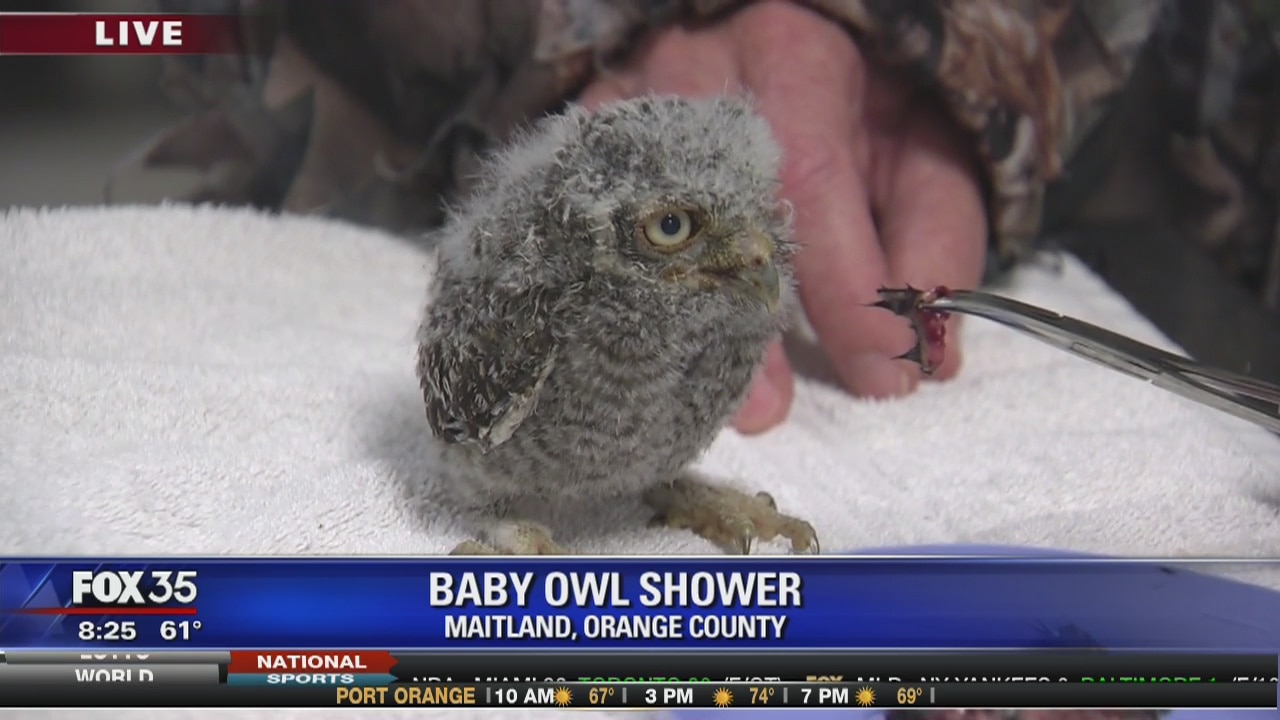 David Does It: Baby Owl Shower
