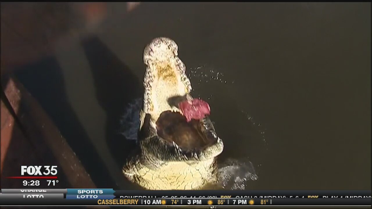 David Does It: Gatorland