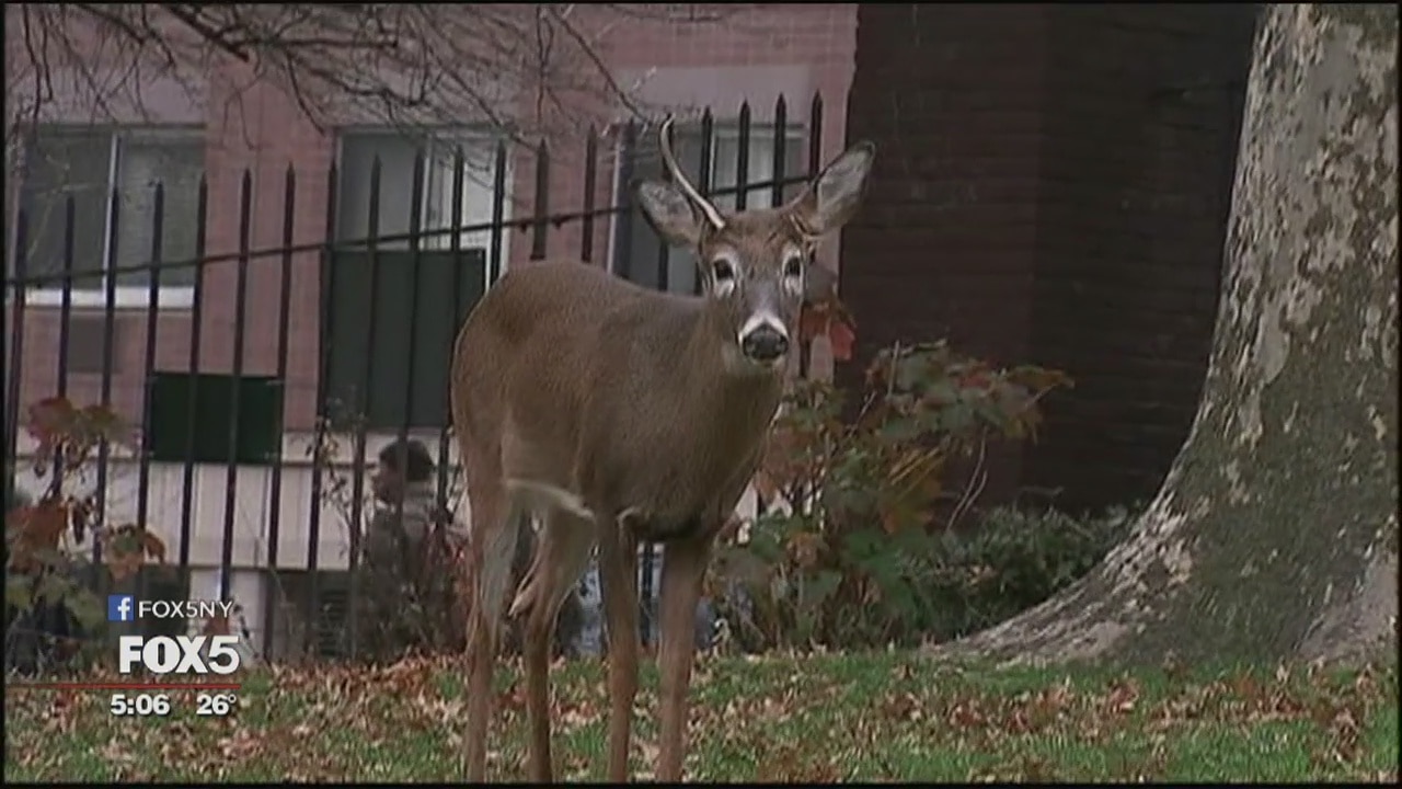 Harlem deer dies