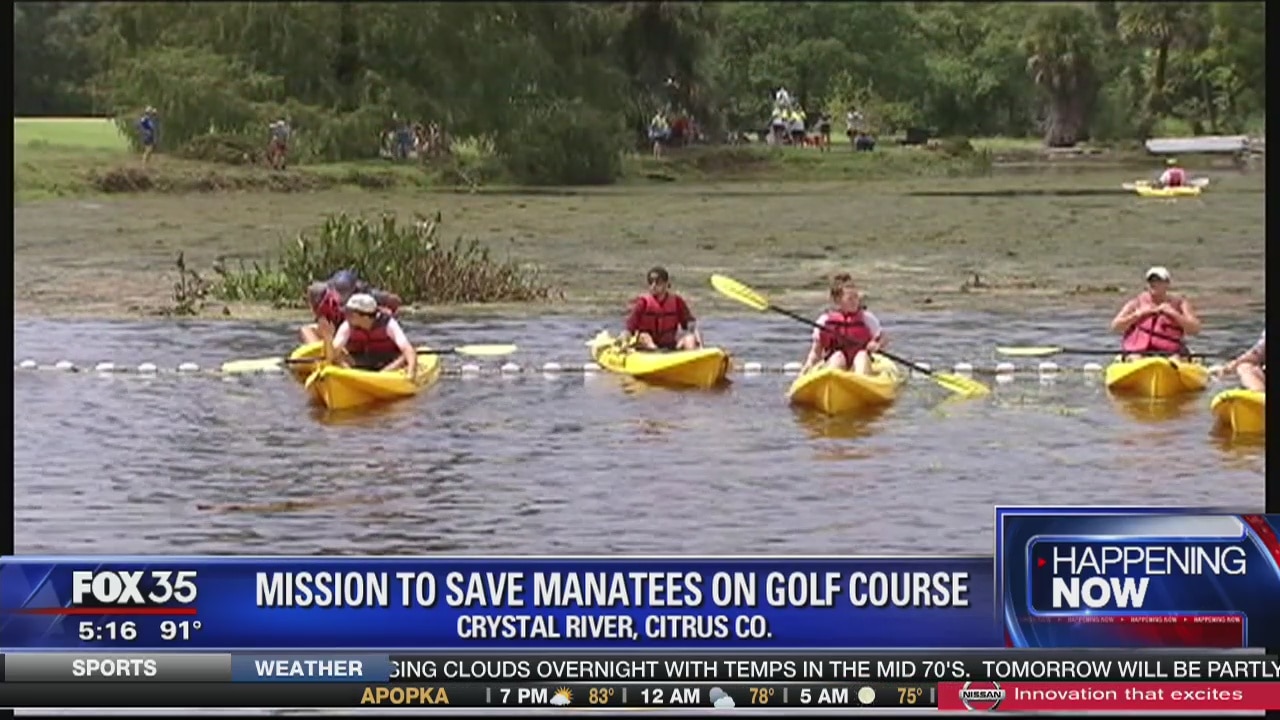Mission to save manatees trapped in golf course pond