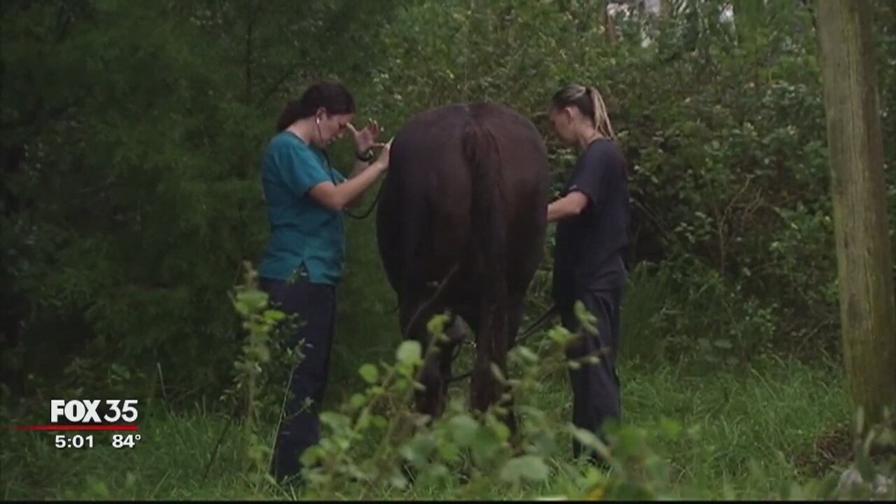 Horse rescued after falling into septic tank