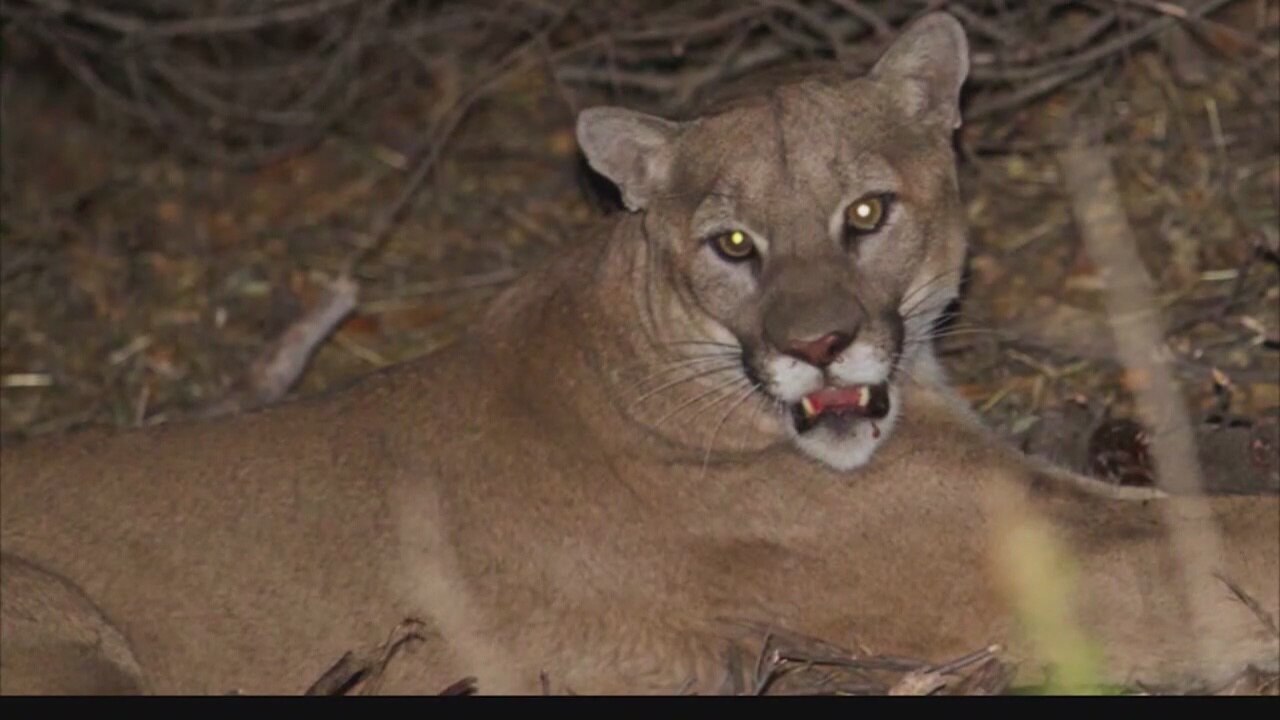 Uproar over plans to kill mountain lion living above Malibu