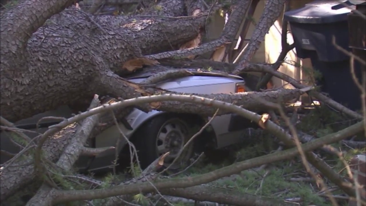 Downed Trees in La Canada