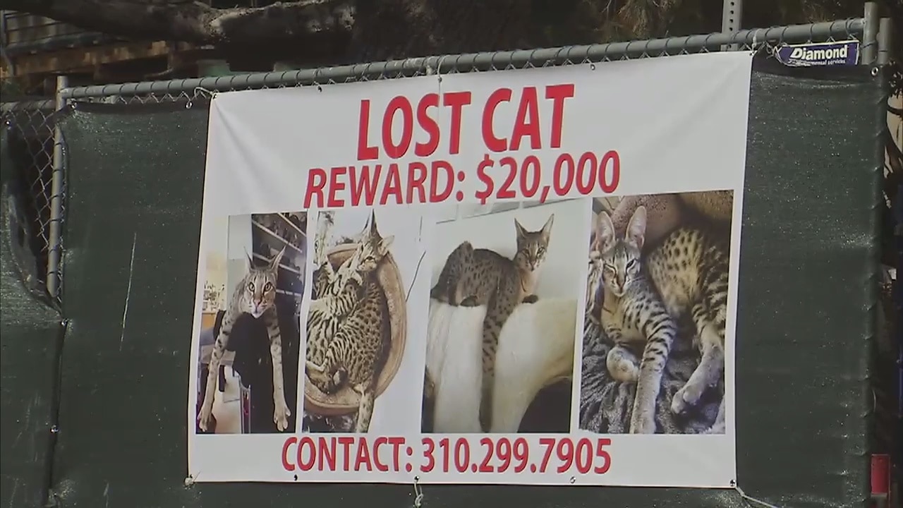 $20k reward offered for missing Marina Del Rey cat