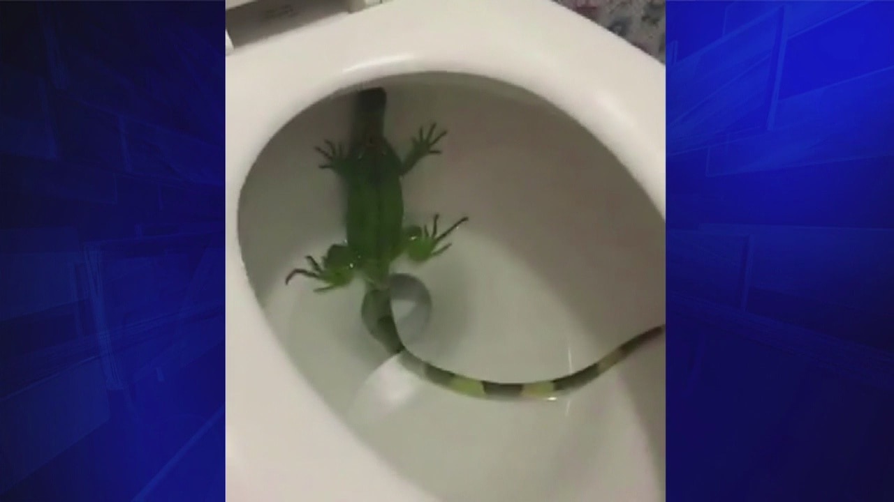 Florida woman finds iguana in toilet, calls 911