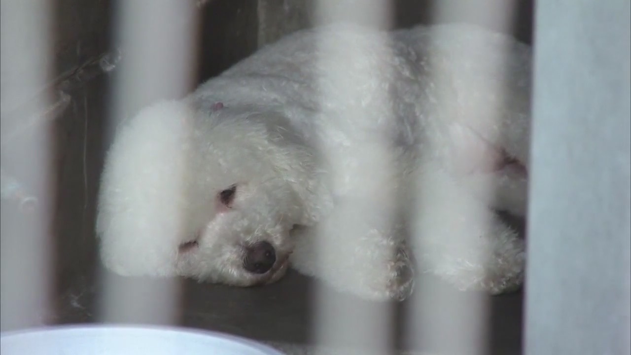 L.A. County raises dog limit from 3 to 4 per household
