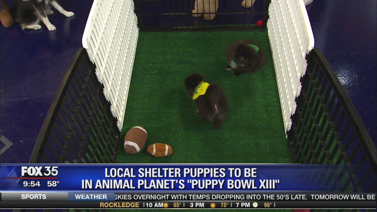 Local shelter puppies to be in Animal Planet's "Puppy Bowl XIII"