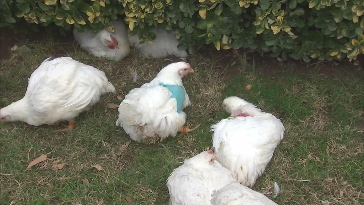 Spilled chickens on 605 Freeway find new home at farm sanctuary