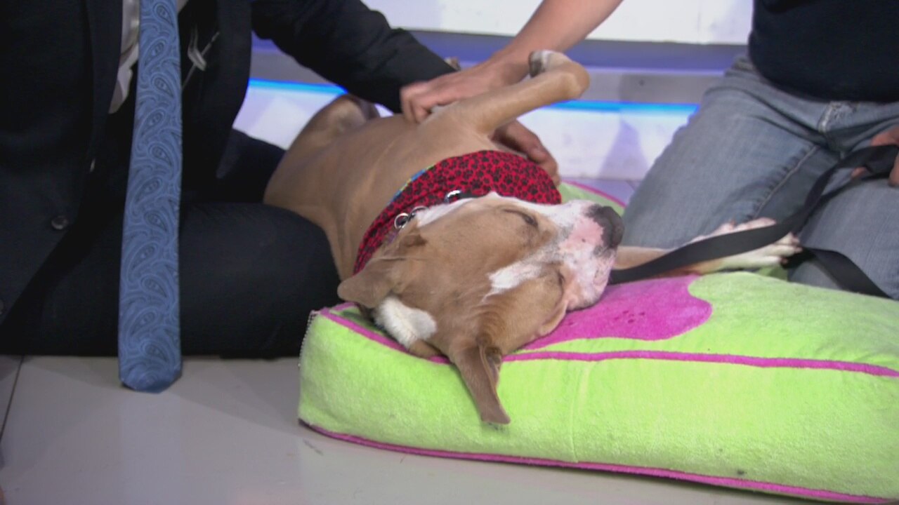 Blake at Best Friends Animal Society