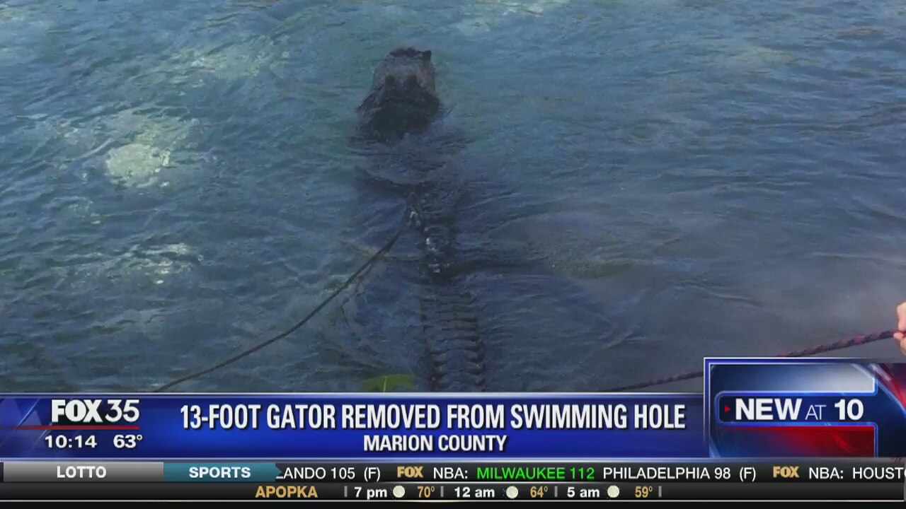Alligator removed from swimming hole
