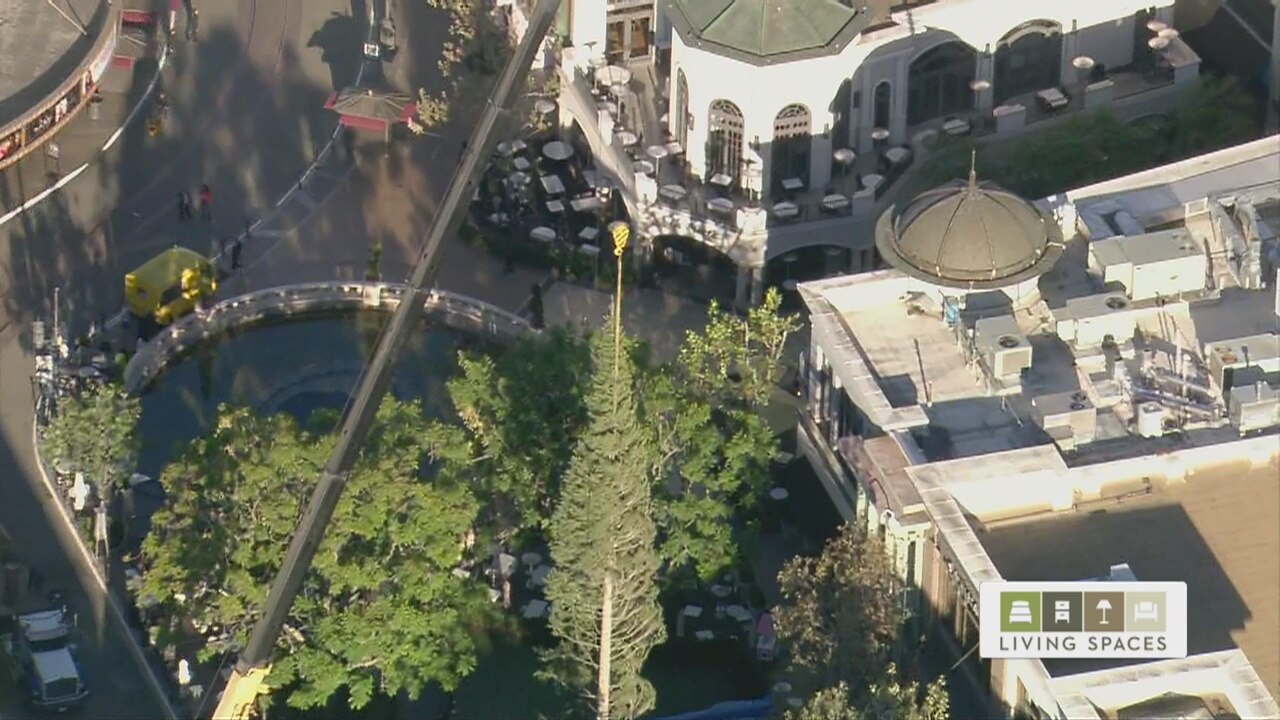 Christmas tree arrives at the Grove