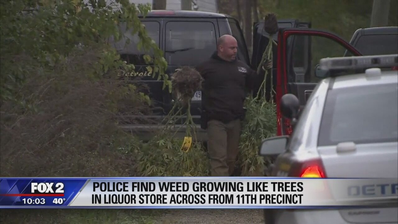 More than $120K in pot plants seized in liquor store grow house across from police station