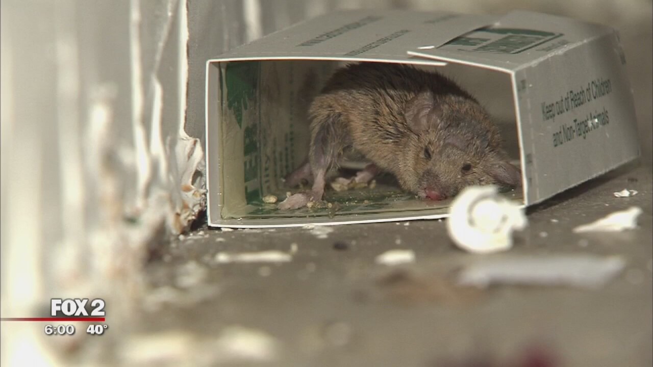 Detroit woman says her Jefferson Square apartment overrun by mice