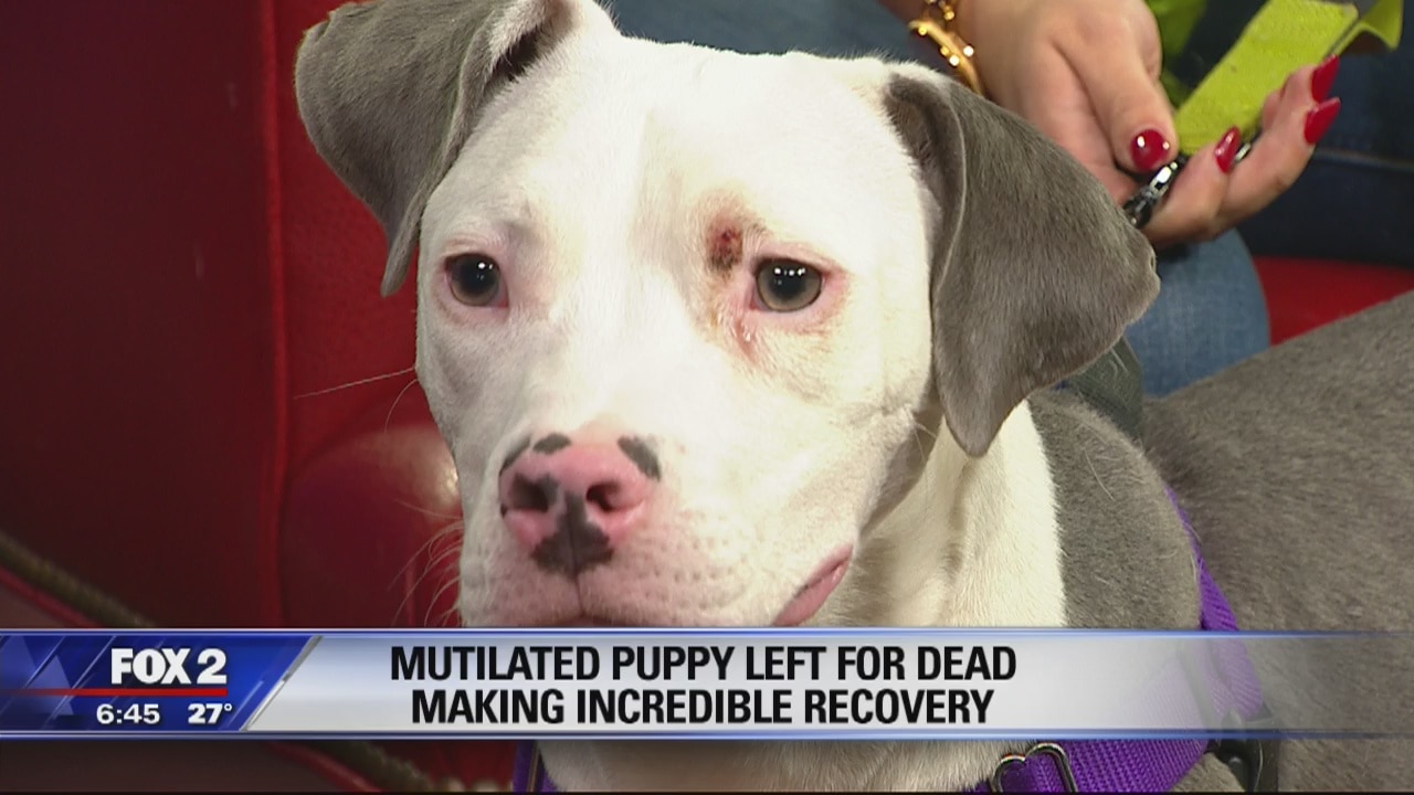 Mutilated Puppy left for dead making an incredible recovery