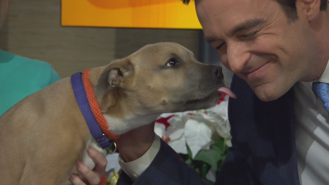 Pet Project: Punkin' Pie at Michelson Found Animals