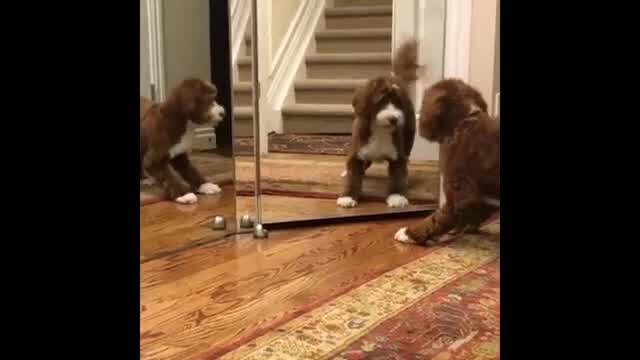 Test dog mirror vid