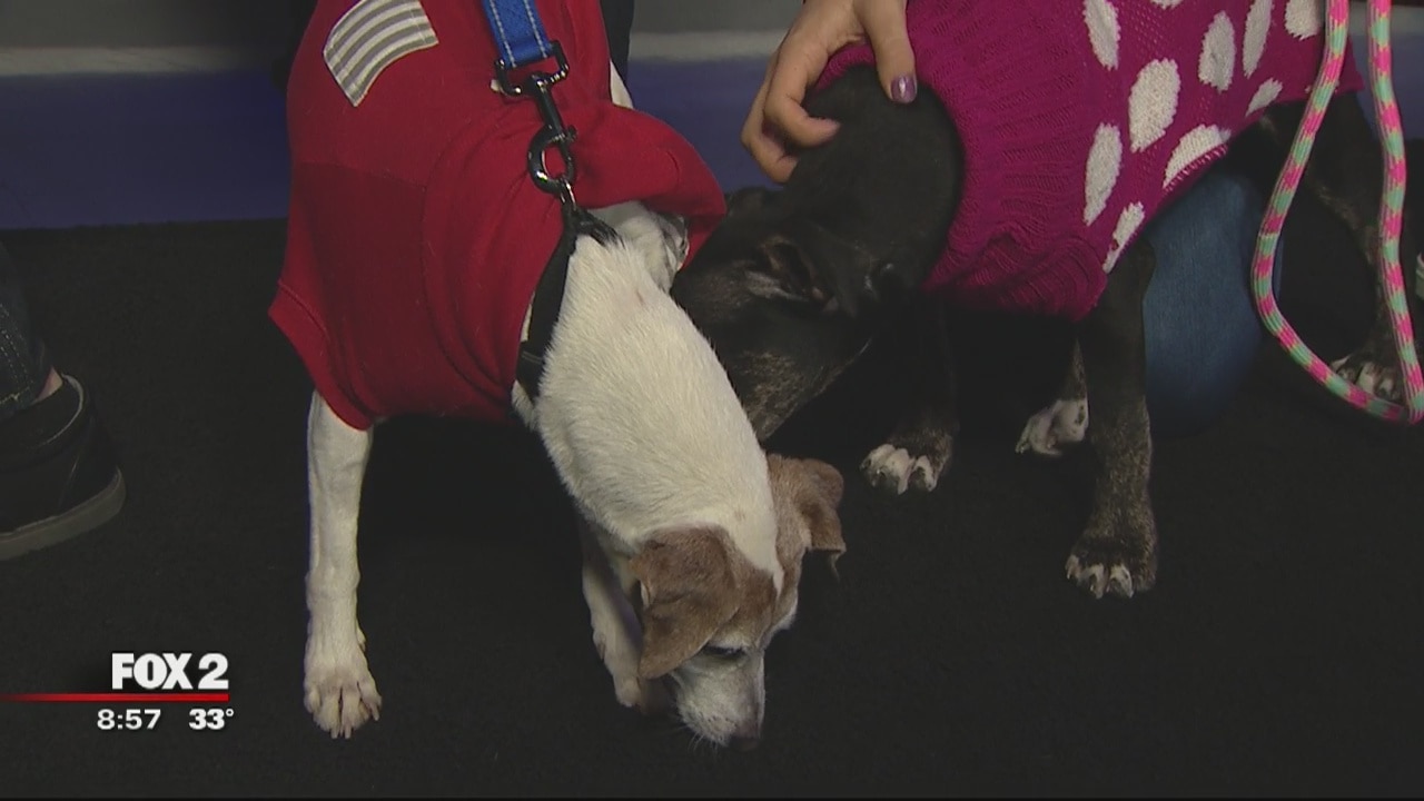 Detroit Dog Rescue's Canine and Couture March 11