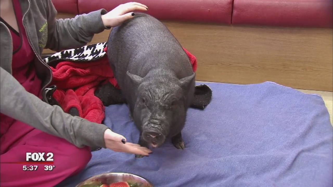 Pot bellied pig rescued by Harper Woods police