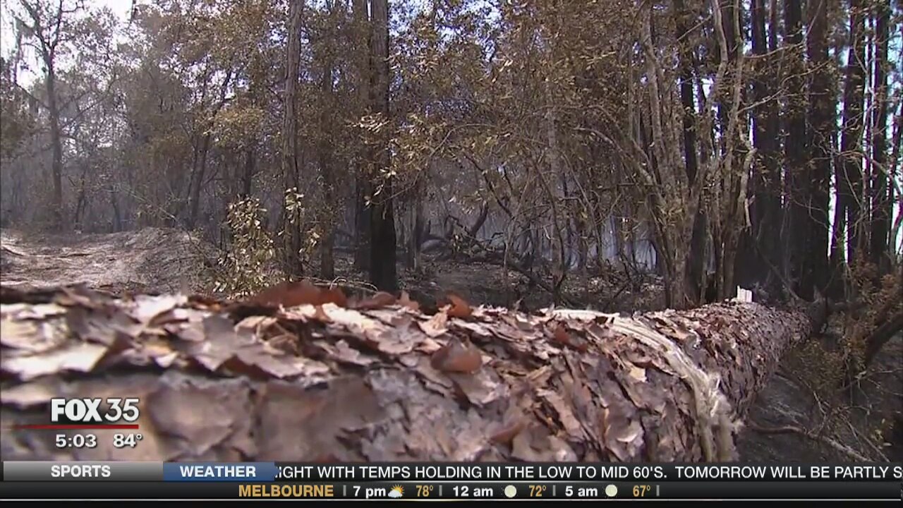 Number of arson cases up in Florida