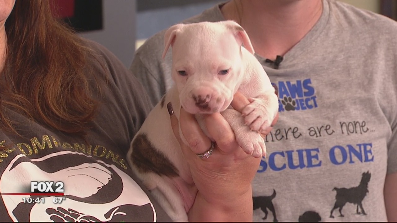 Pop's for Italian Puppy Kissing Booth Saturday Brunch