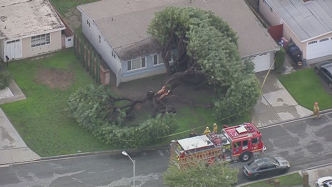 Tree falls on house in Pico Rivera