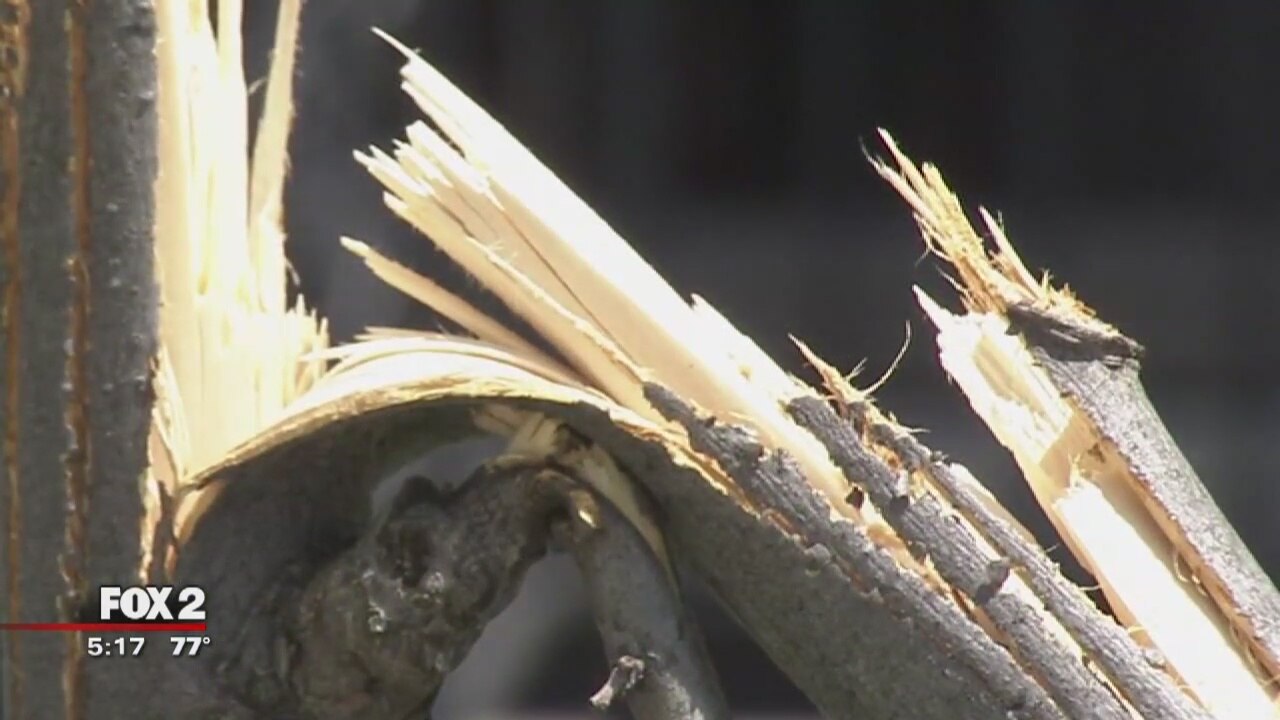 Vandal destroys trees along Warren street