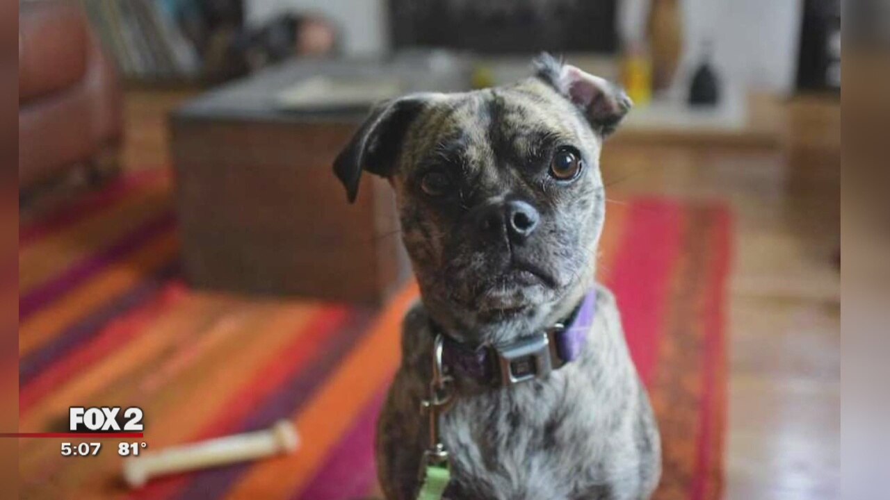Dog stolen by mysterious woman right out of owner's yard
