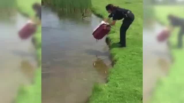 Michigan animal control saves wayward ducklings, immediately welcomed by mama duck