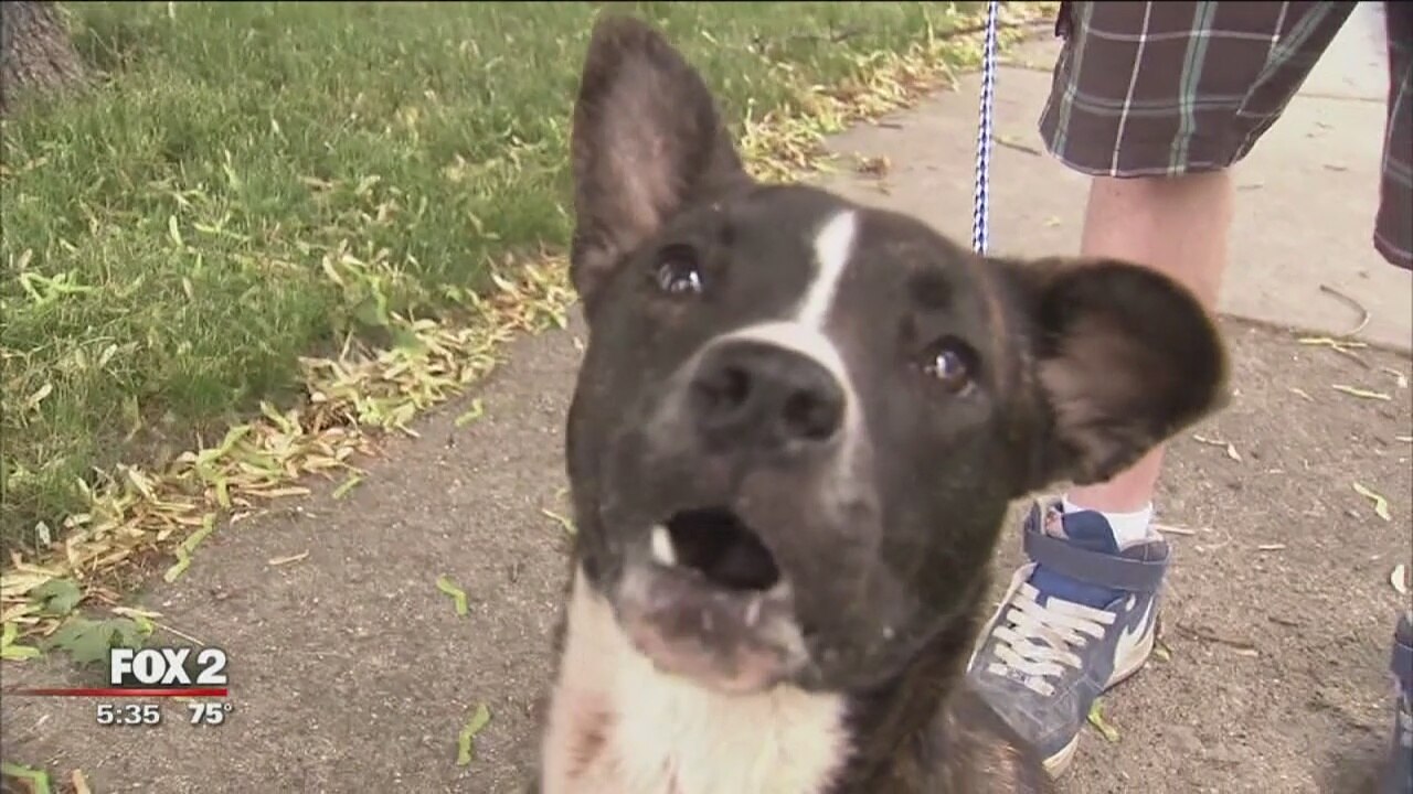 Helen the pup found on Detroit streets without a tongue