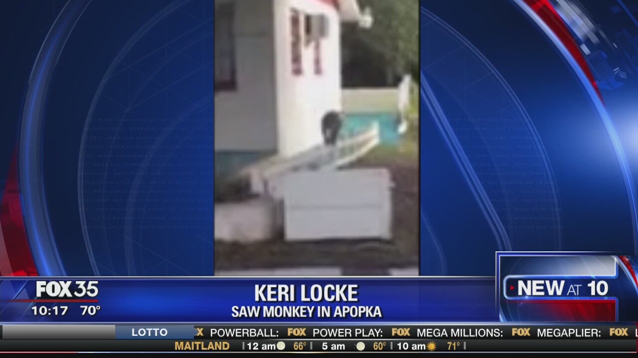 Monkey spotted in Apopka