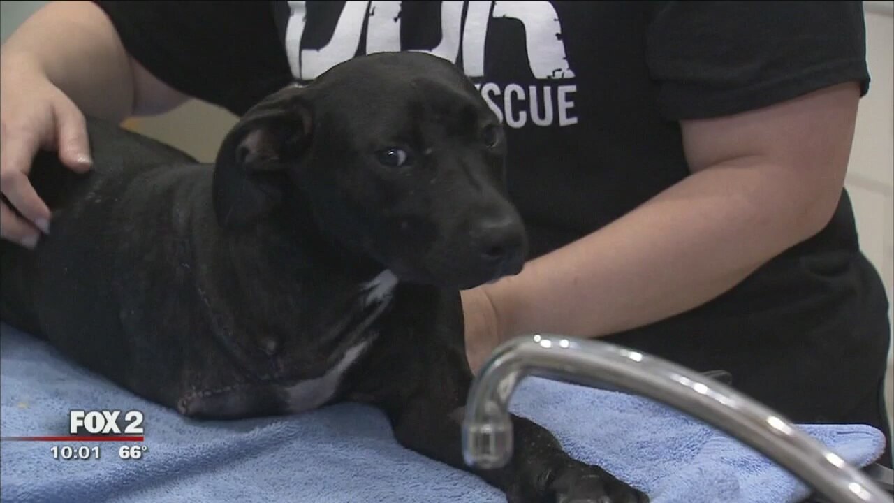 Abandoned dog loses leg from coyote trap on Detroit's east side