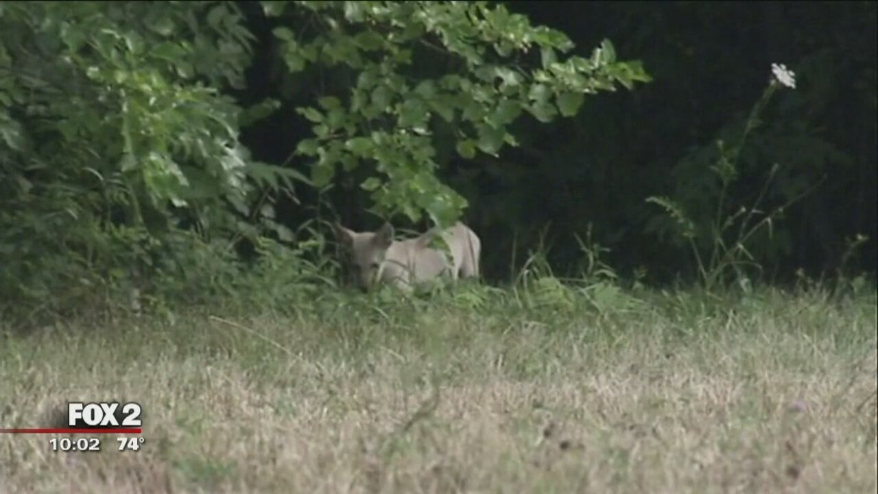 Detroit residents say coyotes are terrorizing west side neighborhood