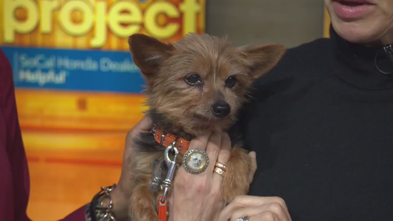 Pet Project: Henry at Henry's Hope Foundation