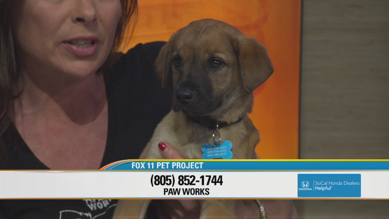 Pet Project: Beck at Paw Works