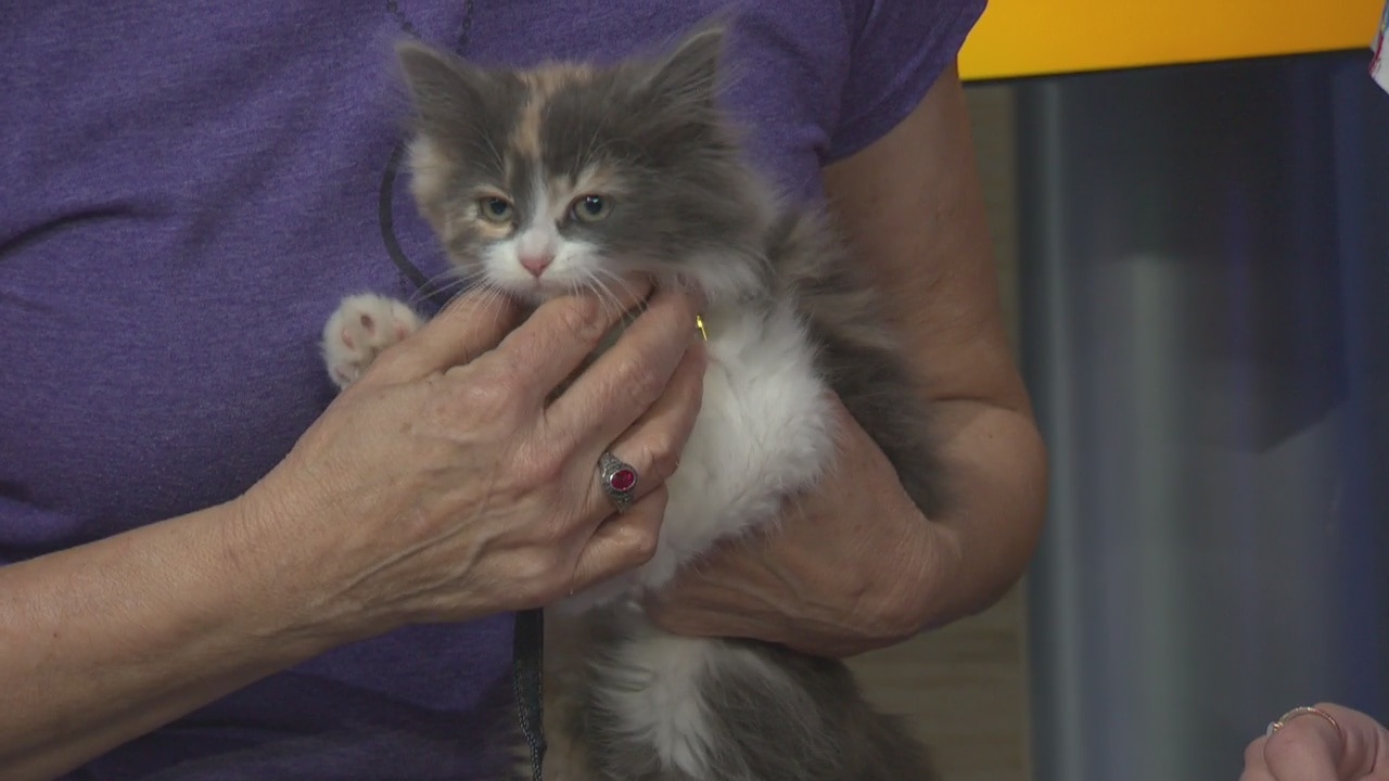 Pet Project: Muffletta at Kitty Bungalow Charm School for Wayward Cats
