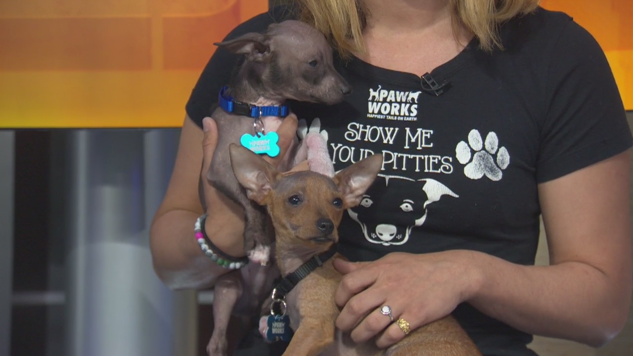 Pet Project: Orlando and Denver from Paw Works
