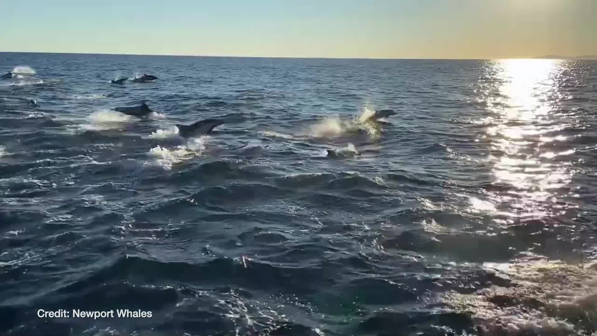 Dolphin pod puts on spectacular show off coast of Newport Beach